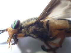 Chrysops indus