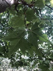 Platanus