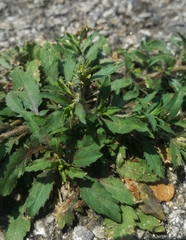 Lepidium austrinum