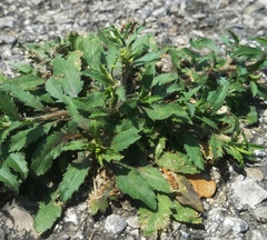 Lepidium austrinum