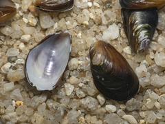 Semimytilus patagonicus