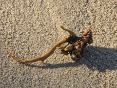 Lessonia trabeculata