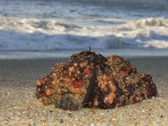 Pyura chilensis