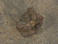 Pyura chilensis
