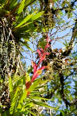 Vriesea philippocoburgi