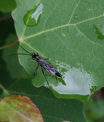 Limneriini