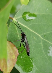 Limneriini
