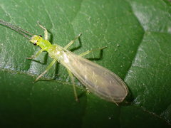 Alloperla