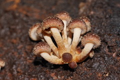Hypholoma brunneum
