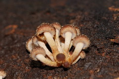 Hypholoma brunneum