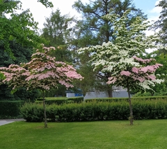 Cornus florida