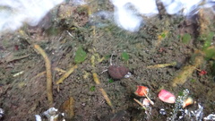 Bithyniidae