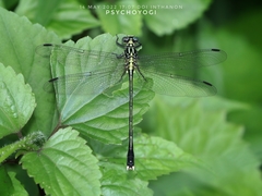 Leptogomphus gestroi