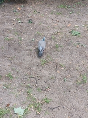 Columba palumbus