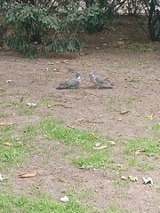 Columba palumbus