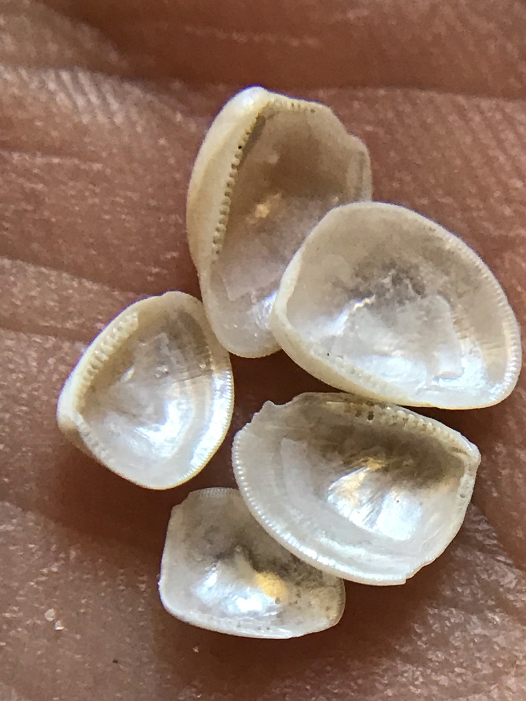 Atlantic nutclam