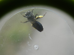 Andrena agilissima