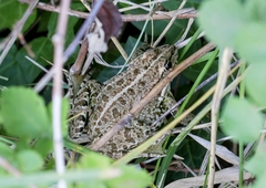 Pelophylax perezi