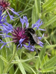 Bombus rupestris