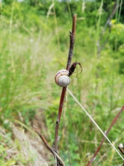 Xerolenta obvia