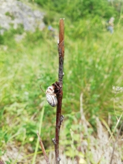 Xerolenta obvia