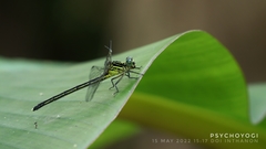 Leptogomphus gestroi