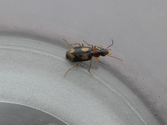 Dromius quadrimaculatus
