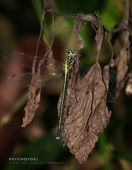 Leptogomphus gestroi