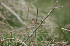 Acrocephalus dumetorum