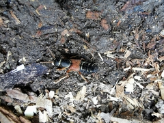 Staphylinus caesareus