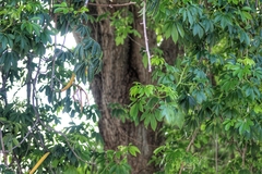 Ceiba schottii
