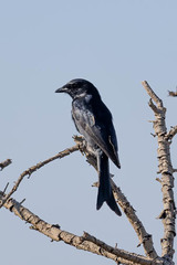 Dicrurus adsimilis