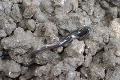 Endeavouria septemlineata