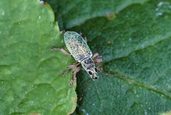 Polydrusus impressifrons