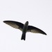 White-bellied Swiftlets - Photo (c) Lip Kee Yap, some rights reserved (CC BY-SA)