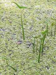 Salvinia natans
