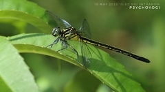 Mattigomphus pinratani