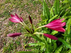 Crinum bulbispermum
