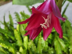 Crinum bulbispermum