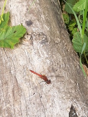 Sympetrum sanguineum