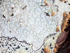 Pertusaria subpertusa