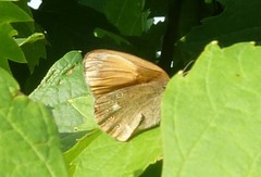 Coenonympha