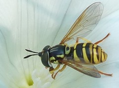 Chrysotoxum cautum