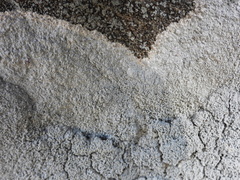 Pertusaria corallina