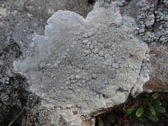 Pertusaria corallina