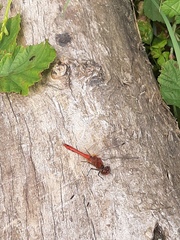 Sympetrum sanguineum