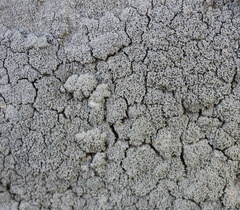 Pertusaria corallina