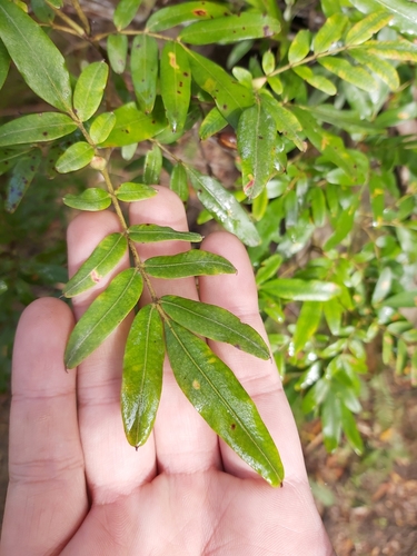 Image of Eucryphia moorei by (c) Tim, some rights reserved (CC BY)