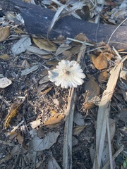 Cymatoderma caperatum