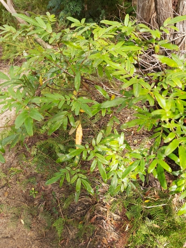 Image of Eucryphia moorei by (c) Tim, some rights reserved (CC BY)